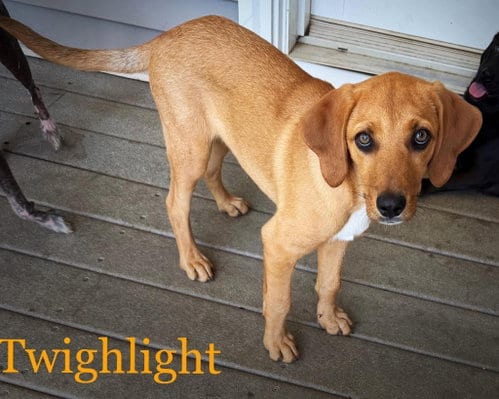 Photo of Twilight, adoptable Redbone Coonhound in LEBANON, Connecticut