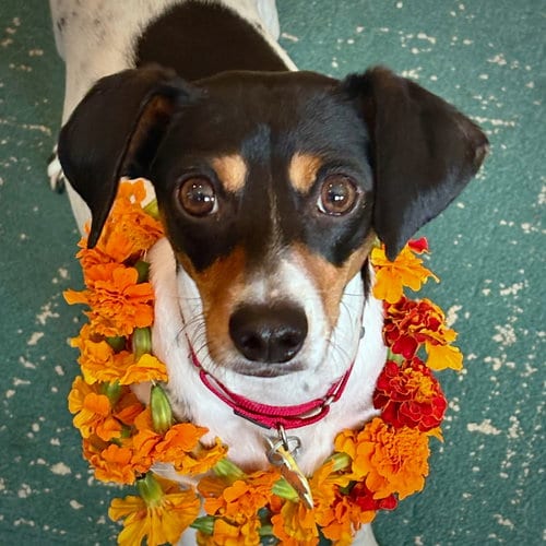 Photo of Poppy (VA), adoptable Rat Terrier in Atlanta, Georgia