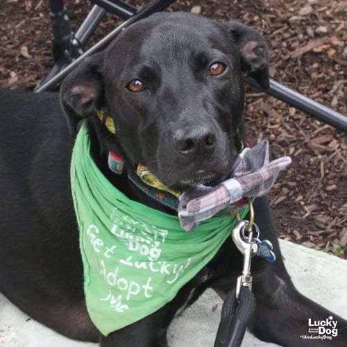 Photo of Milee, adoptable Labrador Retriever in Washington, District of Columbia