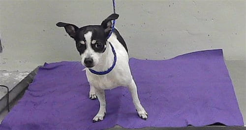 Photo of Estrella, adoptable Chihuahua in Houston, Texas