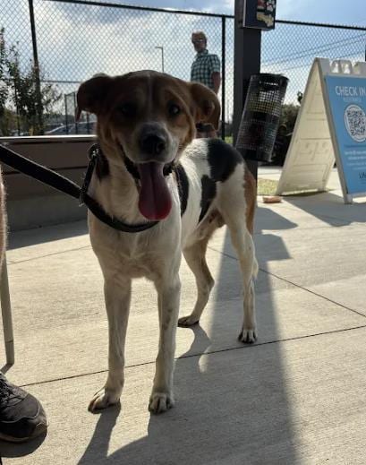 Photo of Deckner, adoptable dog in Atlanta, Georgia