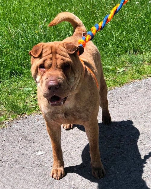 Photo of Aza, adoptable Shar Pei in Elkins, West Virginia