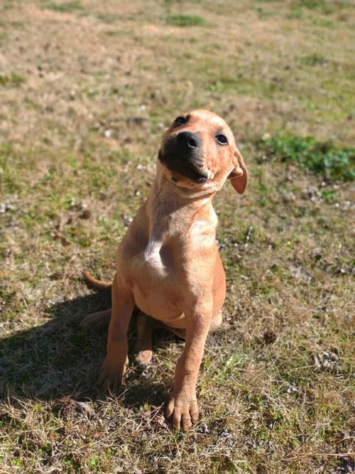 Photo of Colt, adoptable Pit Bull Terrier in Princeton, Minnesota