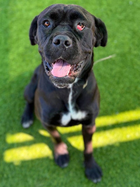 Photo of Candy, adoptable Cane Corso Mastiff in Agoura, California
