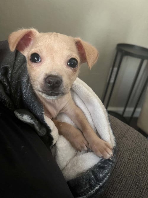 Photo of Stuart, adoptable Chihuahua in Visalia, California