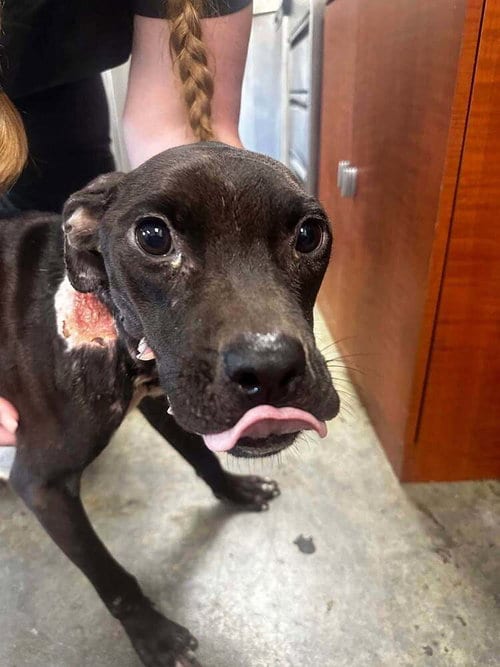 Photo of Bunny (AL), adoptable Pit Bull Terrier in New York, New York