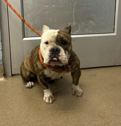 Photo of Ziva, adoptable dog in Chamblee, Georgia