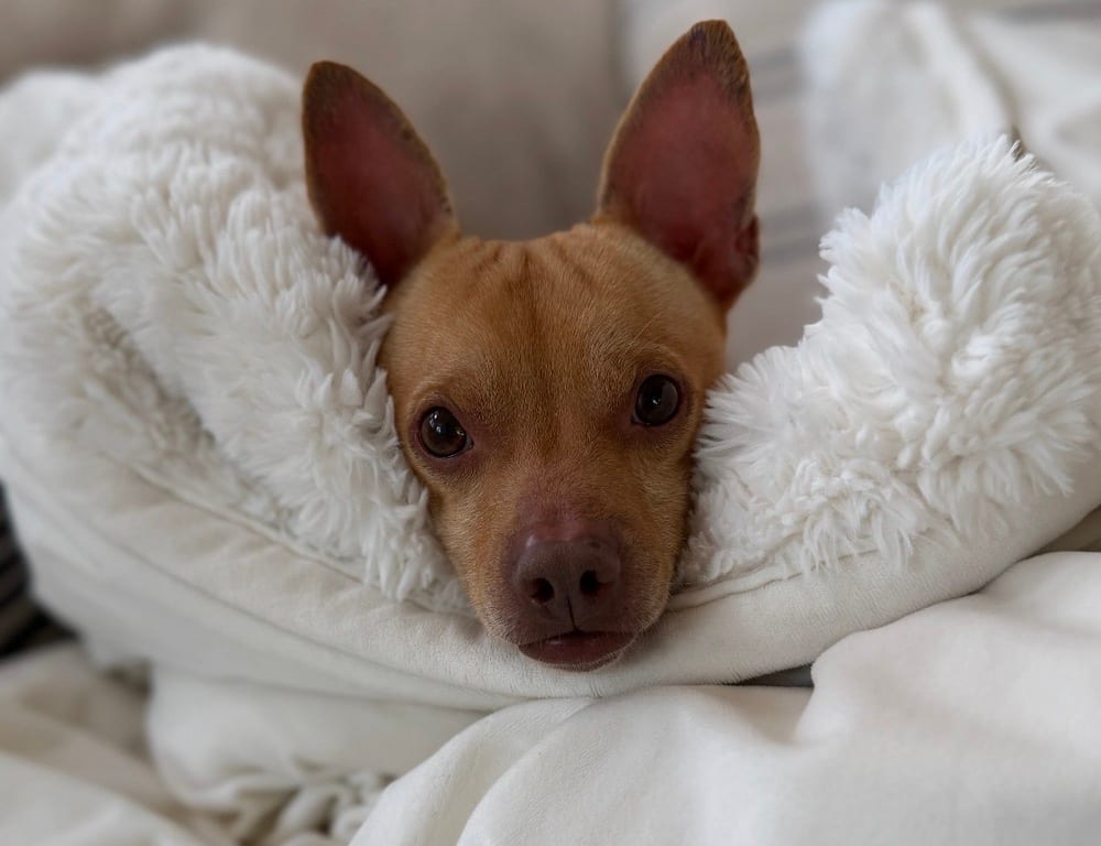 Photo of Chester aka Cheddar, adoptable Chihuahua in Dana Point, California
