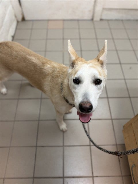 Photo of Poppy, adoptable Siberian Husky in Santa Barbara, California