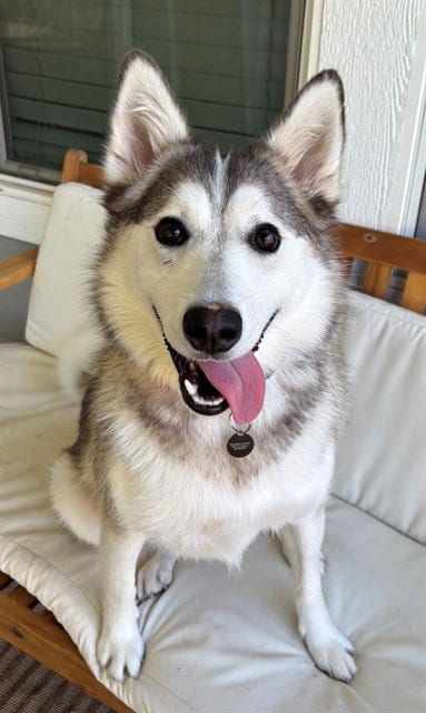 Photo of Lilo, adoptable Siberian Husky in Sacramento, California