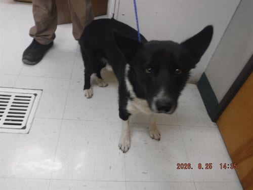 Photo of Cash, adoptable Pembroke Welsh Corgi in Oroville, California