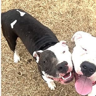 Photo of Archie, adoptable Terrier, Pit Bull / Mix in Weatherford, Texas
