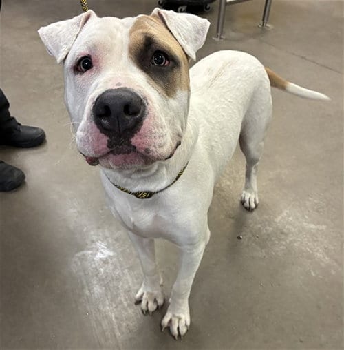 Photo of Storm, adoptable American Bulldog in Phoenix, Arizona