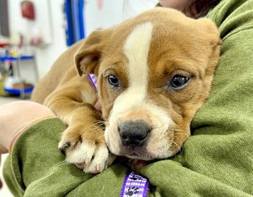 Photo of Lisa, adoptable Unknown breed in Shelburne, Vermont