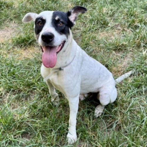 Photo of Ted, adoptable Staffordshire Bull Terrier in Houston, Texas