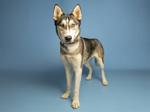 Photo of Roxy, adoptable Siberian Husky in Phoenix, Arizona