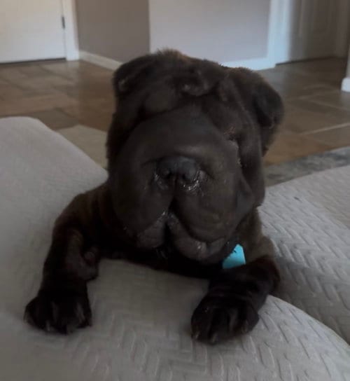 Photo of Elphaba aka Effie, adoptable Chinese Shar-Pei in Tucson, Arizona