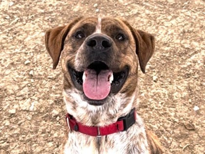 Photo of Basse, adoptable dog in Georgetown, Texas