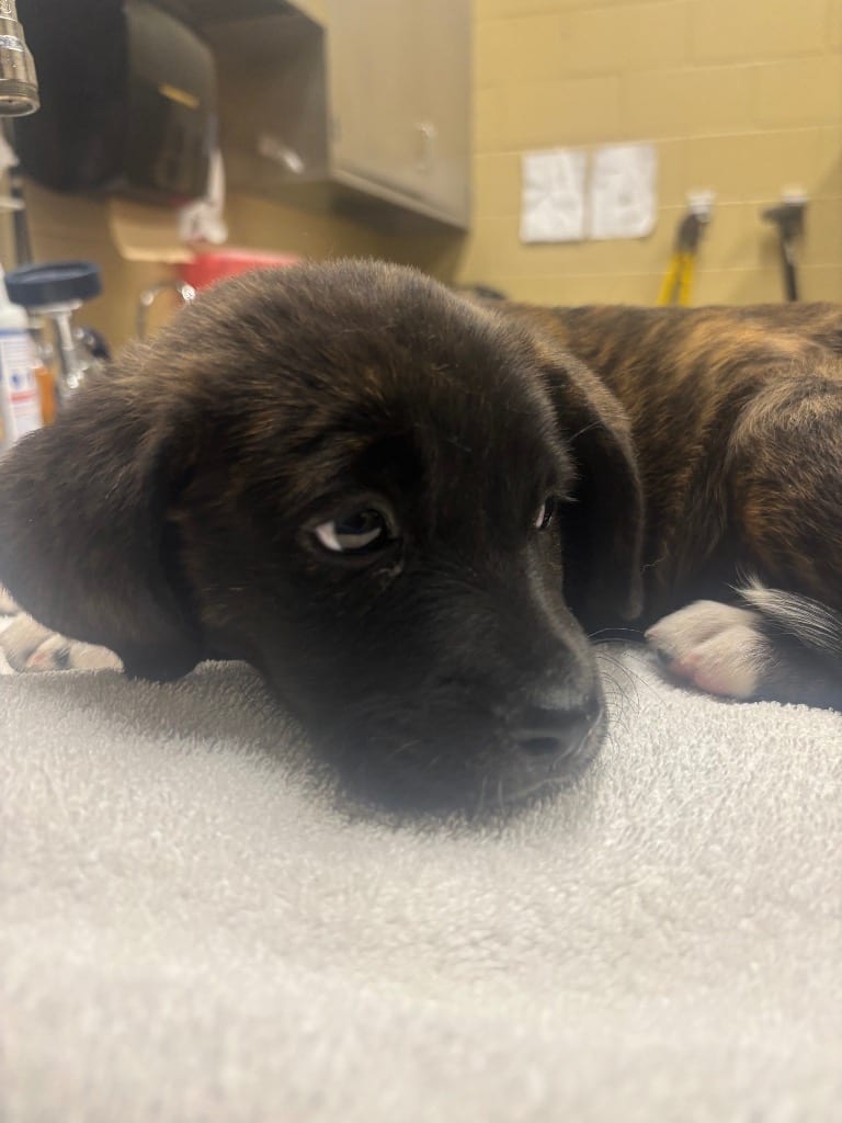 Photo of Velora, adoptable Mixed Breed in Douglasville, Georgia