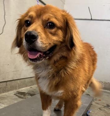 Photo of A889164, adoptable Golden Retriever in Camarillo, California