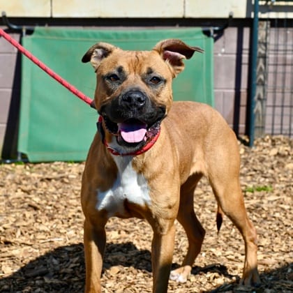 Photo of Fay - IN FOSTER, adoptable dog in Chamblee, Georgia