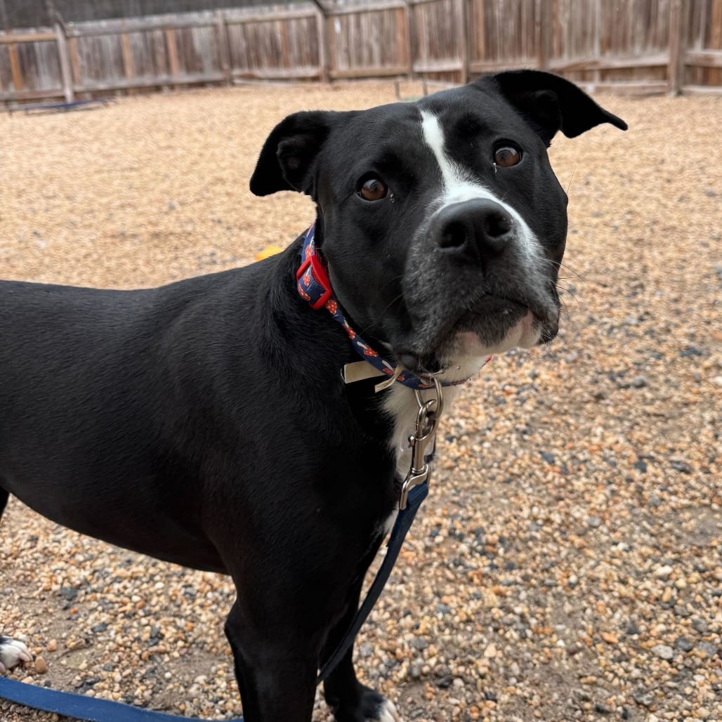 Photo of Luna, adoptable Boxer / Mixed Breed (Medium) in Fairfax Station, Virginia