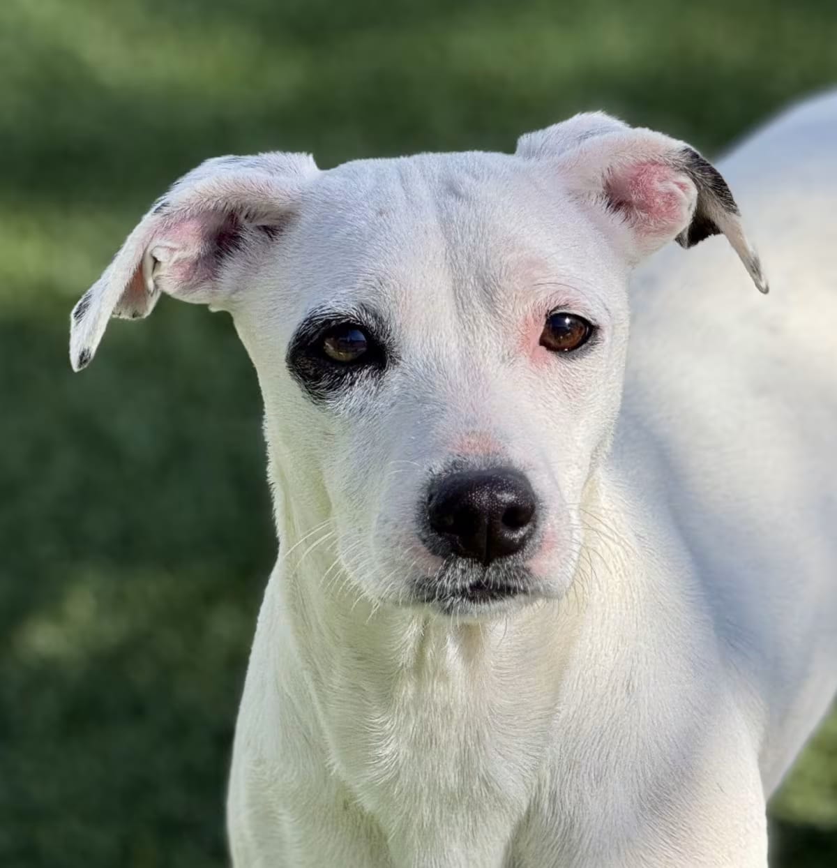 Photo of Orchid, adoptable Terrier (Unknown Type, Medium) in Geneva, Illinois