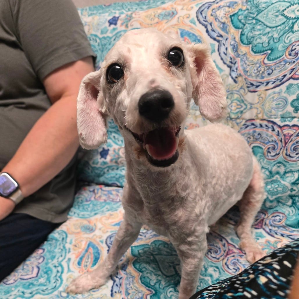 Photo of Gigi, adoptable Poodle, Miniature in Hinesville, Georgia