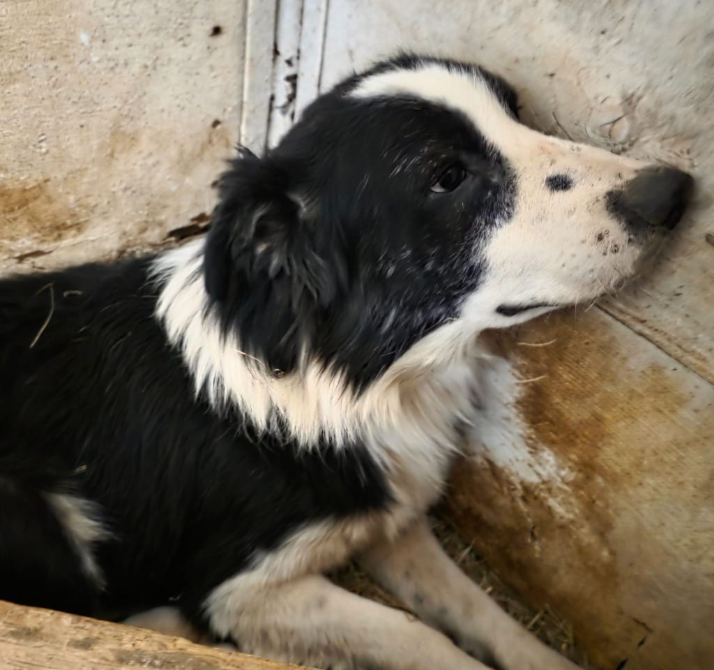 Photo of Heartland No. 47 Oscar, adoptable Border Collie in Texas