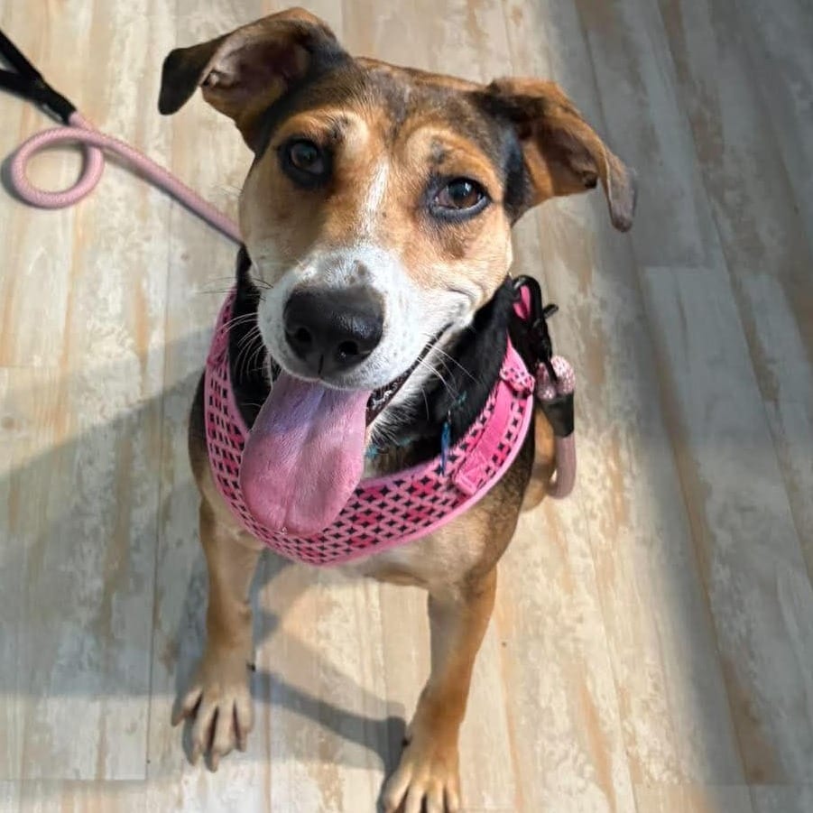 Photo of Georgia, adoptable Beagle / Mix in Phoenix, Maryland