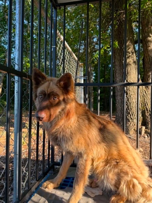 Photo of Spirit, adoptable Husky in Holly Springs, North Carolina