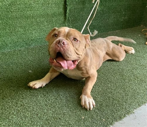 Photo of A5803780, adoptable Bulldog in Lancaster, California