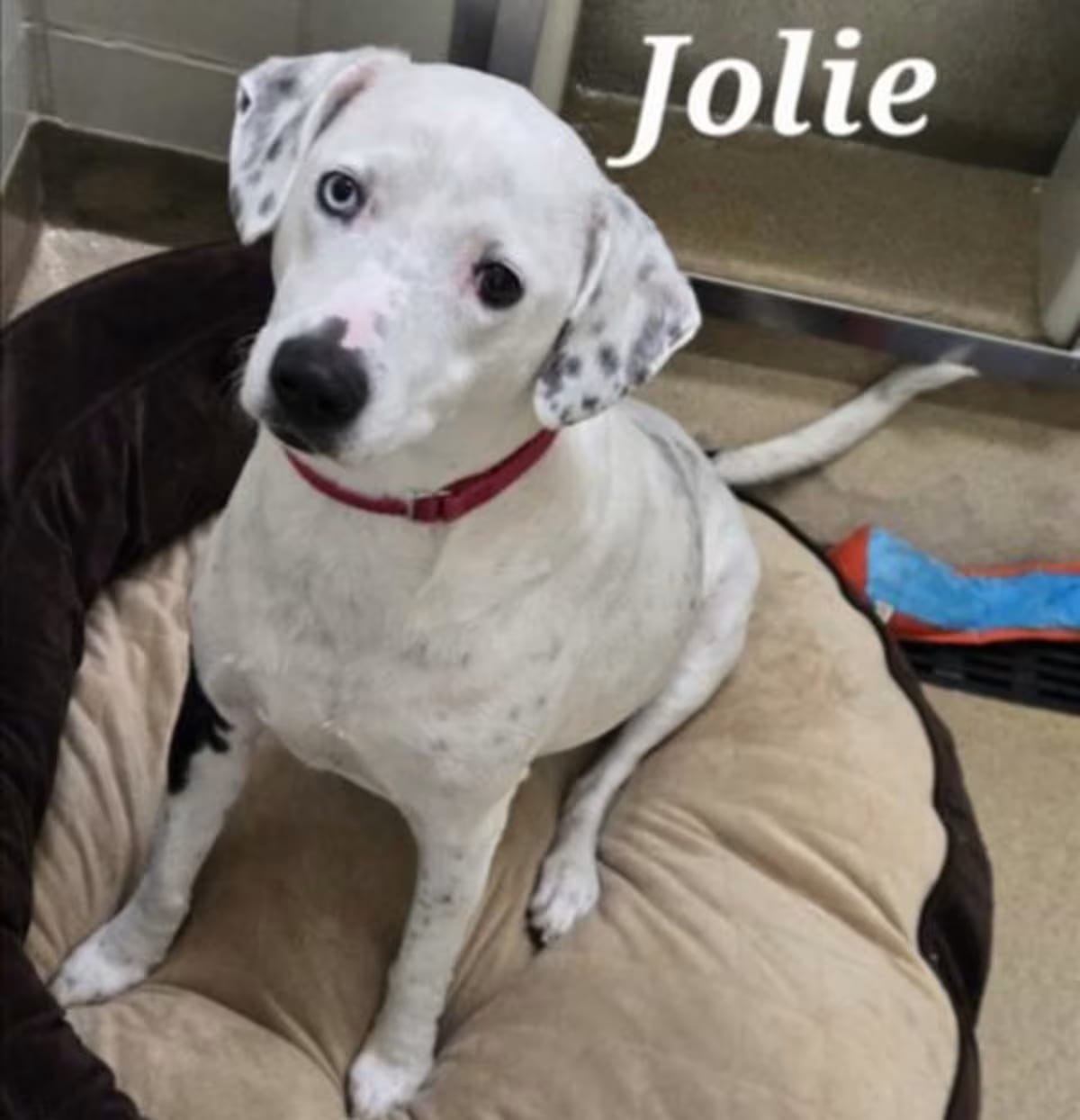 Photo of Jolie, adoptable Dalmatian in Derwood, Maryland