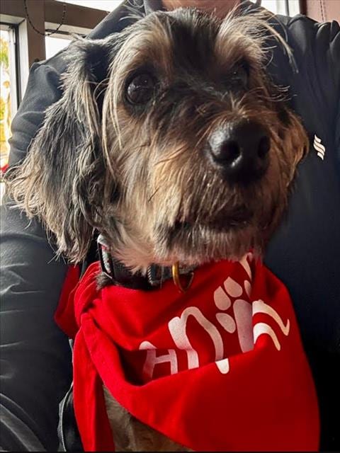 Photo of Oso, adoptable Miniature Schnauzer in San Pedro, California