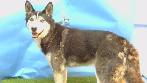 Photo of King, adoptable Siberian Husky in Gardena, California