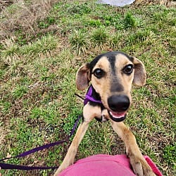 Photo of Skye, adoptable Mountain Cur in Chicopee, Massachusetts