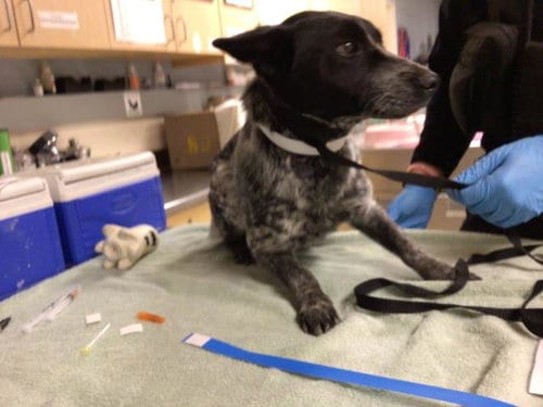 Photo of Tinkles, adoptable Australian Cattle Dog/Blue Heeler in Riverside, California