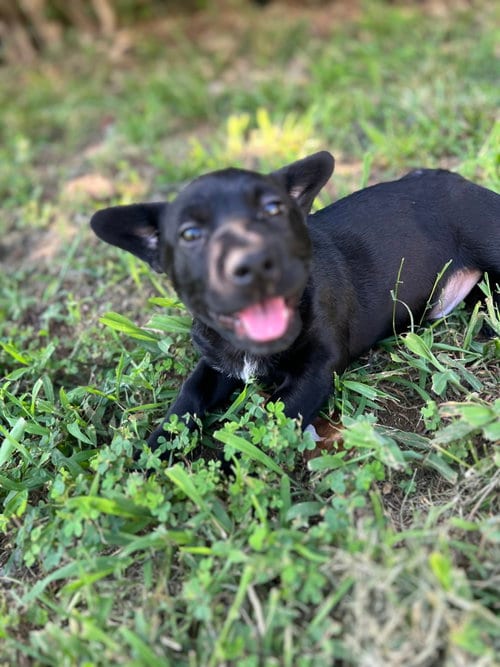 Photo of Simeon, adoptable Dachshund in St. Louis, Missouri