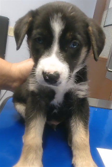 Photo of Doso, adoptable German Shepherd Dog in Phoenix, Arizona