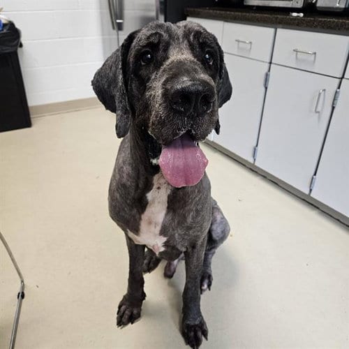 Photo of Kerchak, adoptable Saint Bernard in Haw River, North Carolina