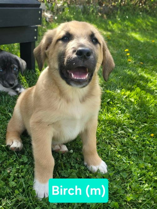 Photo of Birch, adoptable Unknown breed (short coat) in Chinook, Montana