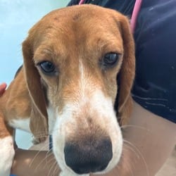Photo of Eric T, adoptable Beagle in Loxahatchee, Florida