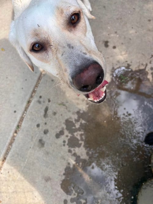 Photo of Kumo, adoptable Labrador Retriever in Bountiful, Utah