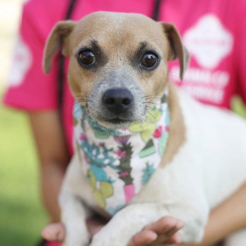 Photo of Pepito, adoptable Terrier in San Antonio, Texas