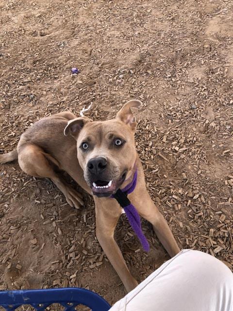 Photo of Scoobs, adoptable American Pit Bull Terrier in Albuquerque, New Mexico