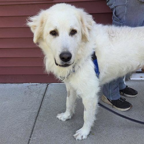 Photo of Oakley, adoptable Great Pyrenees in Centerville, Massachusetts