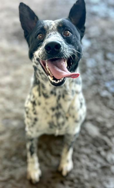 Photo of Pepper, adoptable Australian Shepherd in Riverside, California