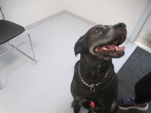Photo of Orion, adoptable Labrador Retriever in Ocala, Florida