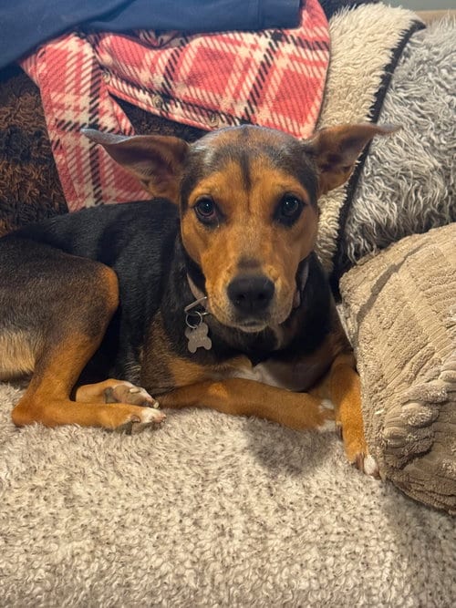 Photo of Peace, adoptable Shepherd in Holly Springs, North Carolina