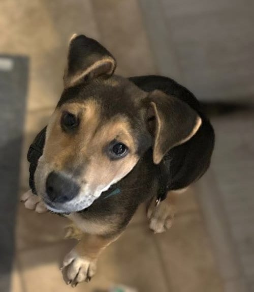 Photo of Rosie, adoptable German Shepherd Dog in Sacramento, California